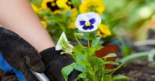 Посадка и уход за цветами в Прохладном: стоимость от 596 руб. от компании ТротуарнаяПлитка